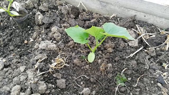 Высаживаю огурцы в теплицу. Кто украл мой огурец?