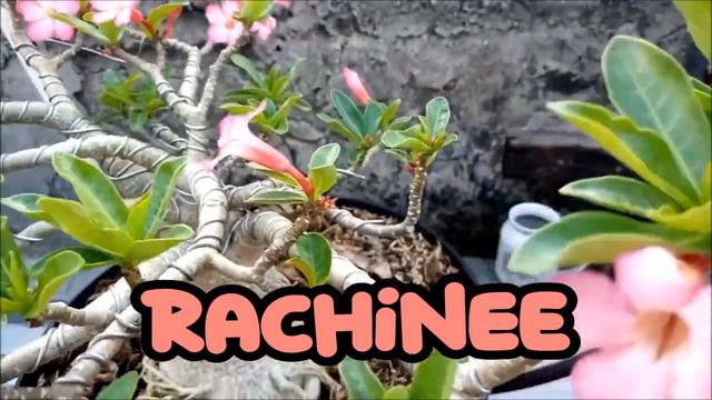 Adenium Rcn: The Desert Rose Queen смотреть онлайн