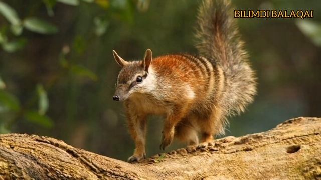 #animalsofaustralia#животныеавстралии#жануарлар#Австралия#дикиеживотные Животные Австралии Австрали смотреть онлайн