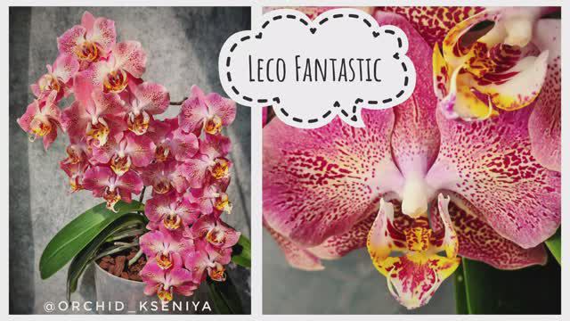 Phal. Leco Fantastic | Dragon Heart ❤️🔥 Цветение фаленопсиса Леко Фантастик с мутацией рисунка 🔥 смотреть онлайн