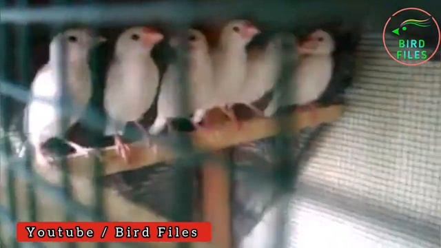 Java Sparrow Breeding | Java business | Java bird fusibility Report смотреть онлайн
