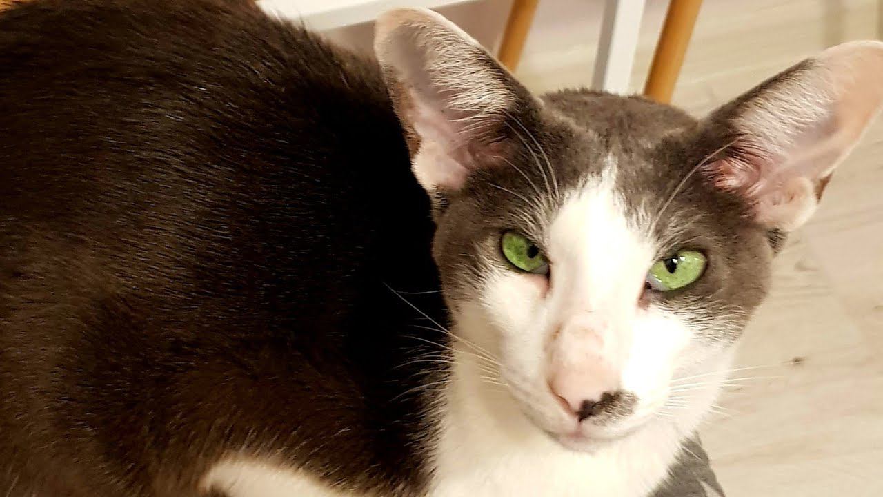 Три ми-ми-минуты с котом Гагариным смотреть онлайн