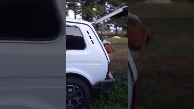 Приучаем к ( послушание) русские пегие гончие выжловки 8 месяцем смотреть онлайн