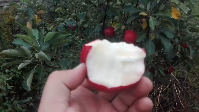 ЯБЛОНЯ ПОЗДНЕЛЕТНЯЯ СОРТ ДАРЬЯ (Дашенька (DA 6517)) смотреть онлайн