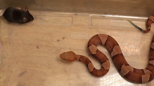 |Live Feeding| VENOMOUS Copperhead Eats Mouse While Still ALIVE смотреть онлайн