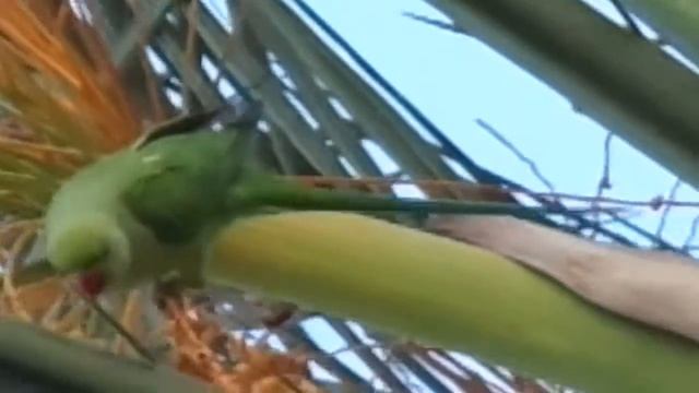 Попугаи у магазина Шуферсаль напротив Лин-3 MAH03950 смотреть онлайн