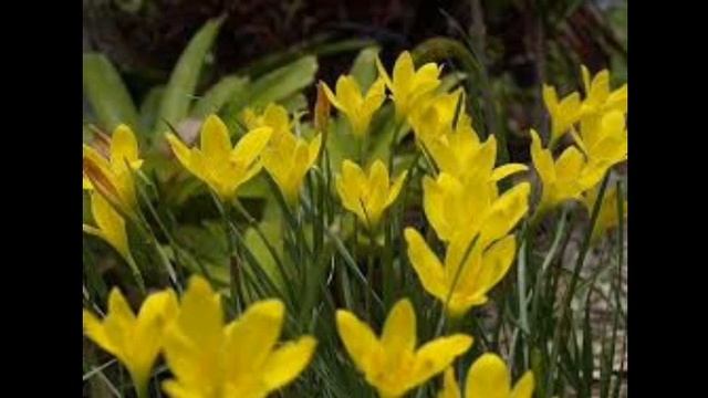 LÍRIO DO VENTO – Zephyranthes candida смотреть онлайн