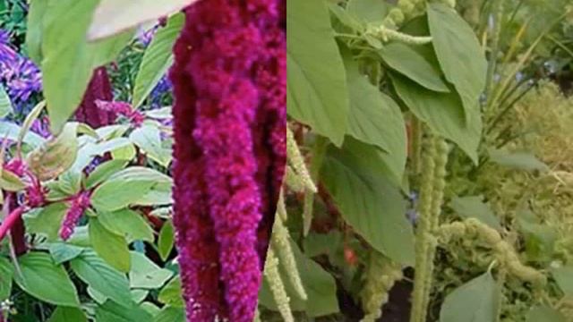 Шугаринг: безопасное удаление волос в любом возрасте