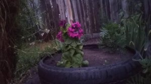 Петунии сорта Черныго Триумф и Титан