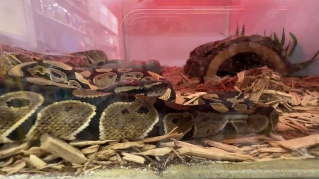 Зоомагазин в США Флорида Майами. Или как мы пытаемся уговорить папу купить домашнего питомца .