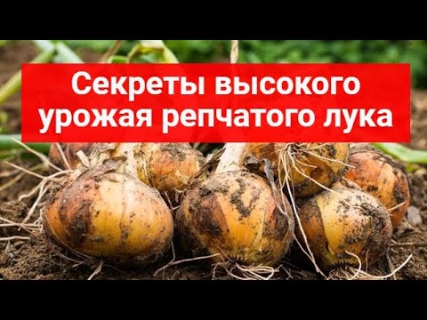 Секреты высокого урожая репчатого лука смотреть онлайн