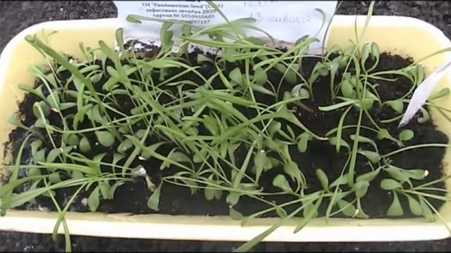 Выращивание ГАЗАНИИ:посадка семенами,первая пикировка и уход!Какой объем горшка для рассады выбрать смотреть онлайн