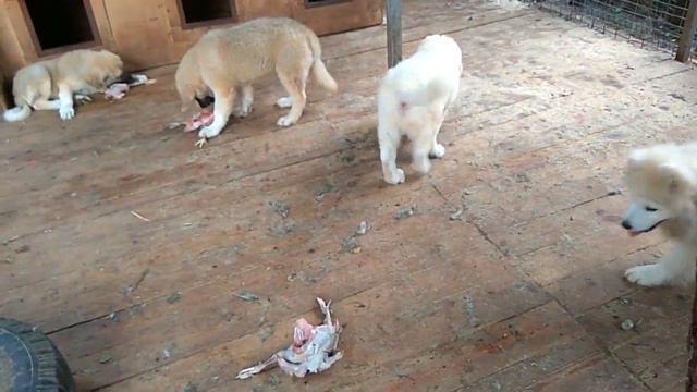 Маленькие хищники. смотреть онлайн