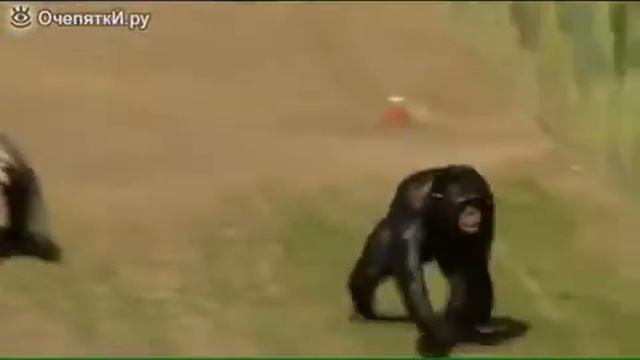 Видео прикол про обезьян смотреть онлайн