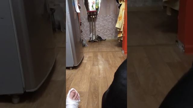девочкам нравится. смотреть онлайн