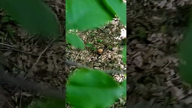 Грибы в июне Краснодарский край смотреть онлайн