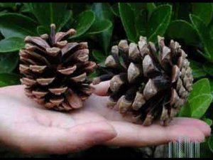 Лечение инсульта шишками