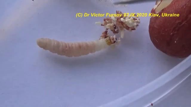 Моль На Кухне? Как Избавиться? Южная Плодовая Огневка Plodia interpunctella и Ее Враги. смотреть онлайн