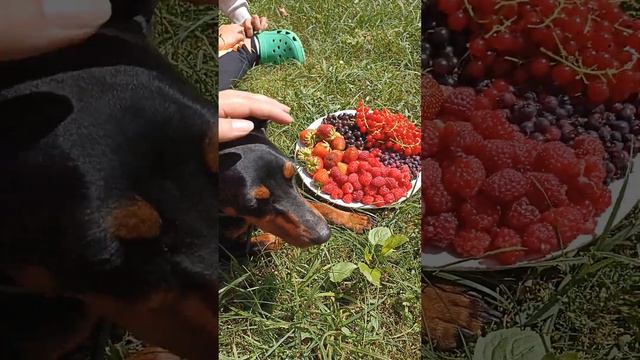 Цвергпинчер кушает ягоды) смотреть онлайн