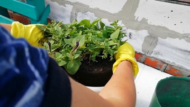 ЗАЧЕМ ПЕРЕСАЖИВАТЬ ПЕТУНИЮ В ИЮЛЕ.ДЛЯ ЧЕГО Я ДАЮ НОВЫЙ ОБЪЁМ АМПЕЛЬНОЙ ПЕТУНИИ. смотреть онлайн