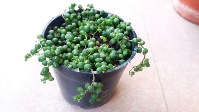 How to Care for String of Beads Plant || String Of Beads || Fun Gardening || 1 Nov, 2017 смотреть онлайн