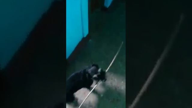 Все свое ношу с собой!. Цвергшнауцеры очень умные собаки. . смотреть онлайн