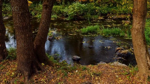 Житомир осенний: Маликова, Клосовского, р.Каменка( Zhytomyr autumn: str. Malikov, Klosovsky.Kamenka смотреть онлайн