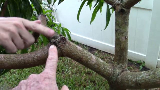 Multi Cultivar Mango Tree Mangifera indica and casturi смотреть онлайн