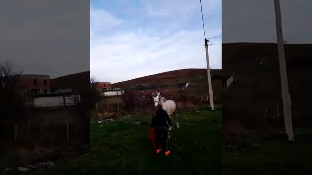 #лошадка #животные #енотики смотреть онлайн
