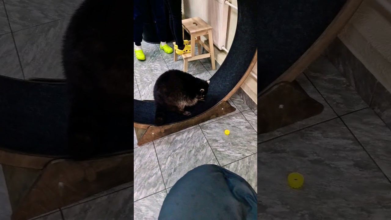 ▷Енот хочет кушать, а не бегать◁ смотреть онлайн