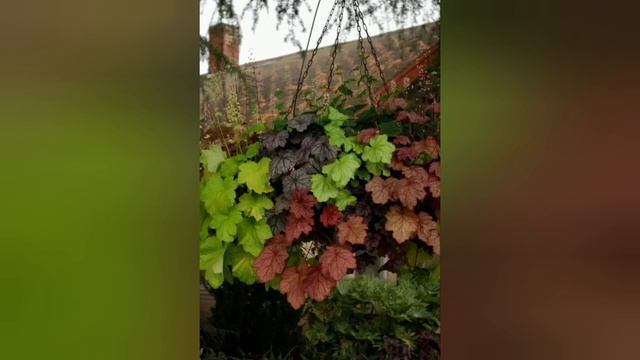 Гейхера, гейхерелла, тиарелла/ Универсальный цветок/Композиции с гейхерами