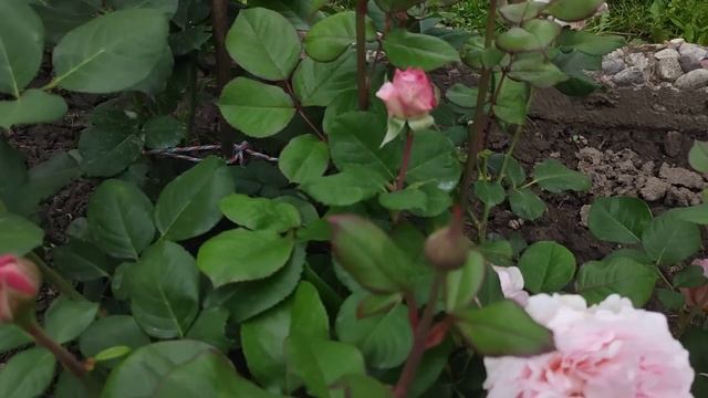 Цветут розы Блю Гел, Эшли,София Ренессанс,Каралуна,Глория Дей ??? смотреть онлайн