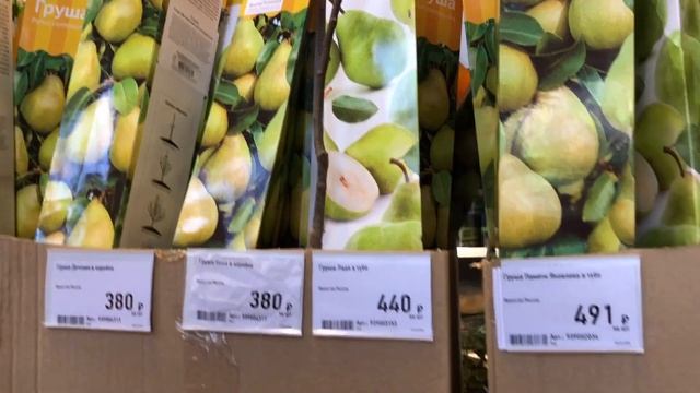 Где купить Саженцы. Саженцы плодовых деревьев. ПИТОМНИК Кутепово. смотреть онлайн