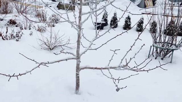 Зимний сад! ХВОЙНЫЙ - названия и сорта , ФРУКТОВЫЙ - сорта , фото плодов !Любимый Сад!Смотреть ВСЕМ смотреть онлайн
