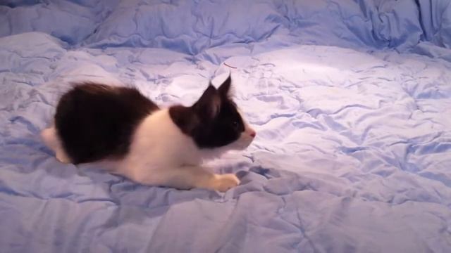 Васелиска Фурри-Неко.MOV смотреть онлайн