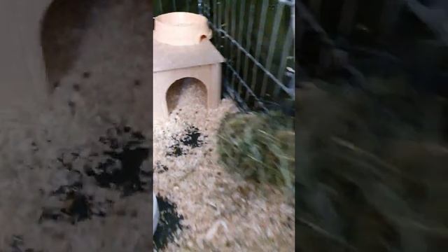 Вольер для кролика. Оптимизирую пространство #shorts смотреть онлайн