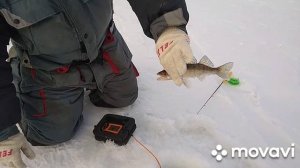 В поисках судака и берша. Кама. Март 2022 года.