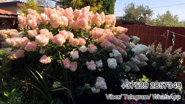 Обзор метельчатой гортензии Vanilla Fraise (Ванила Фрайз). Беларусь смотреть онлайн