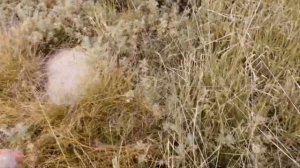 ЗДЕСЬ СОТНИ КИЛОГРАММ МЕДИ!!! КОП ЦВЕТНОГО МЕТАЛЛА  С МЕТАЛЛОИСКАТЕЛЕМ.