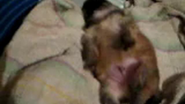 Нам две недельки!!!Питомник Ласточкино Гнездо смотреть онлайн