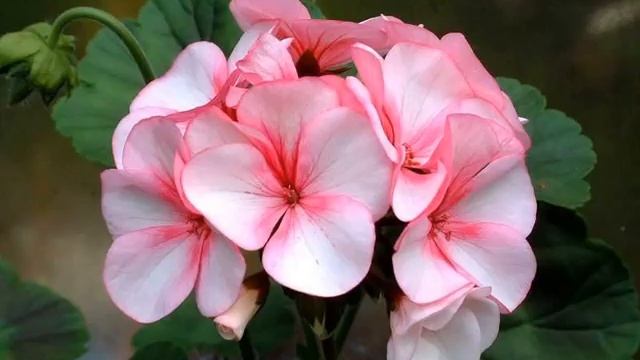 ПРАВИЛЬНЫЙ УХОД ЗА ГЕРАНЬЮ смотреть онлайн