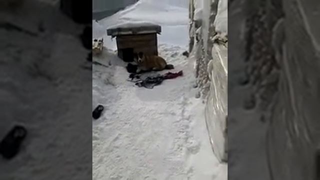 ПЁС РУЯН и Мотособака Щукарь