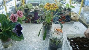 ?Гацания ! Чудо - цветок я вырастила в домашних условиях !!! Красота ?