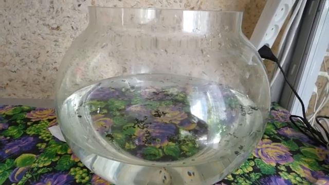 Дафния Моина живая культура для прудов аквариумов ответы на вопросы смотреть онлайн