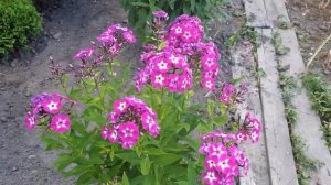 ФЛОКСЫ В МОЕМ САДУ. ОБЗОР. ЧАСТЬ 2.