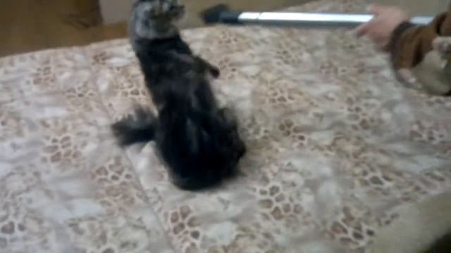 мейн кун и пылесос смотреть онлайн