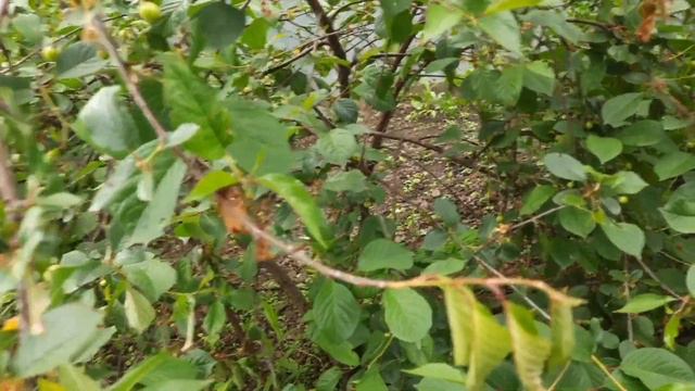 Обработка деревьев после цветения от вредителей и болезней. смотреть онлайн