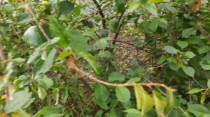 Обработка деревьев после цветения от вредителей и болезней.