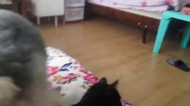 чёрная пума снова с вами, друг пумы показался на камеру смотреть онлайн