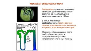 Биология ,9 класс: Выделительная система